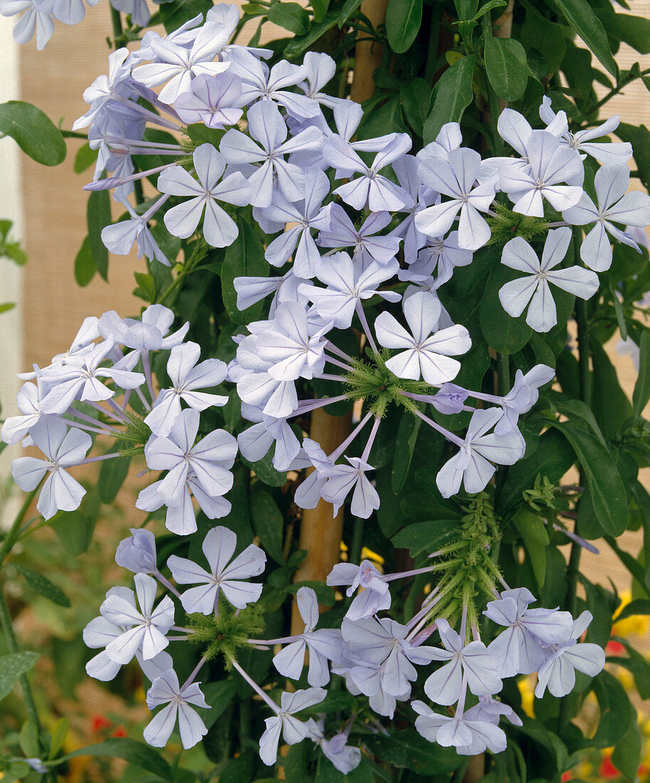 Plumbago auriculata 'Caerulea'