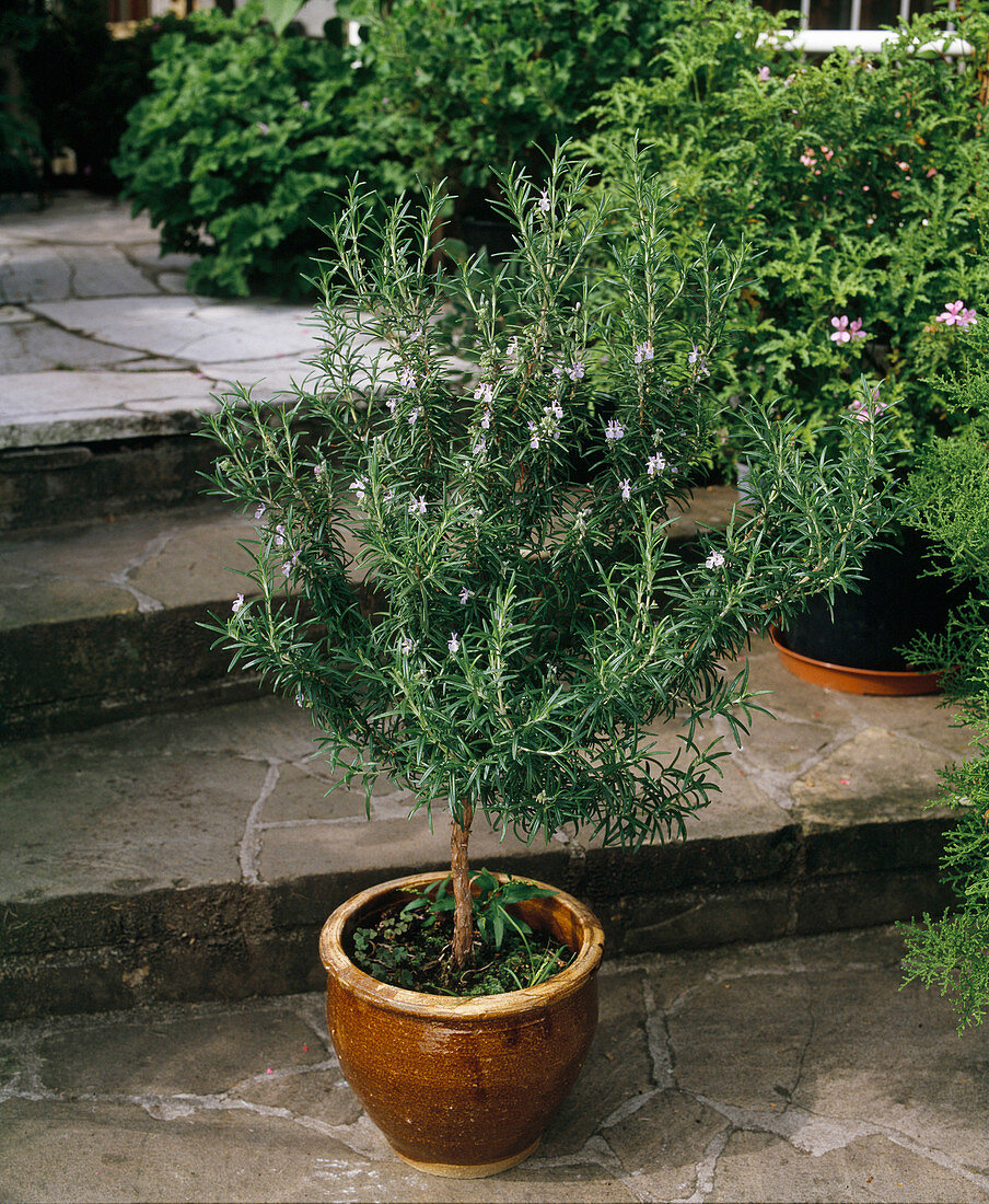 Rosemary officinalis