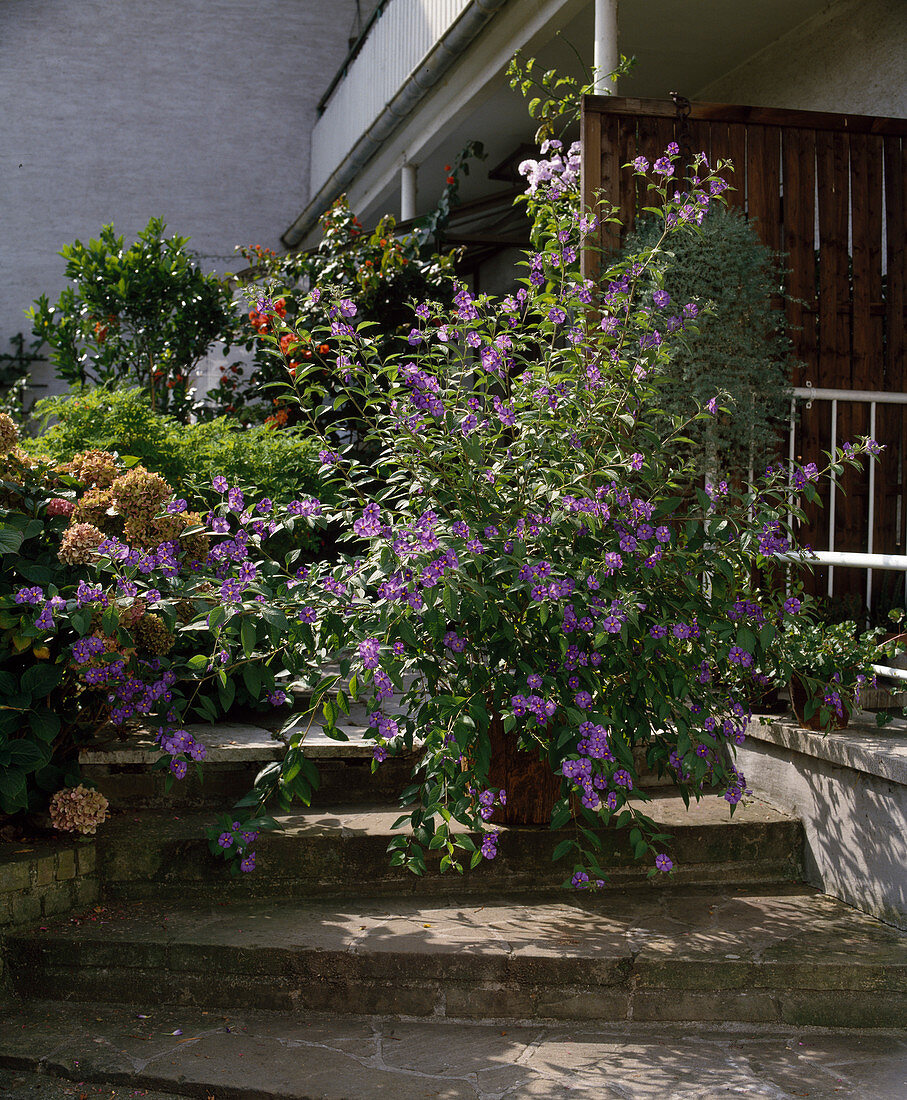 Solanum rantonnetii