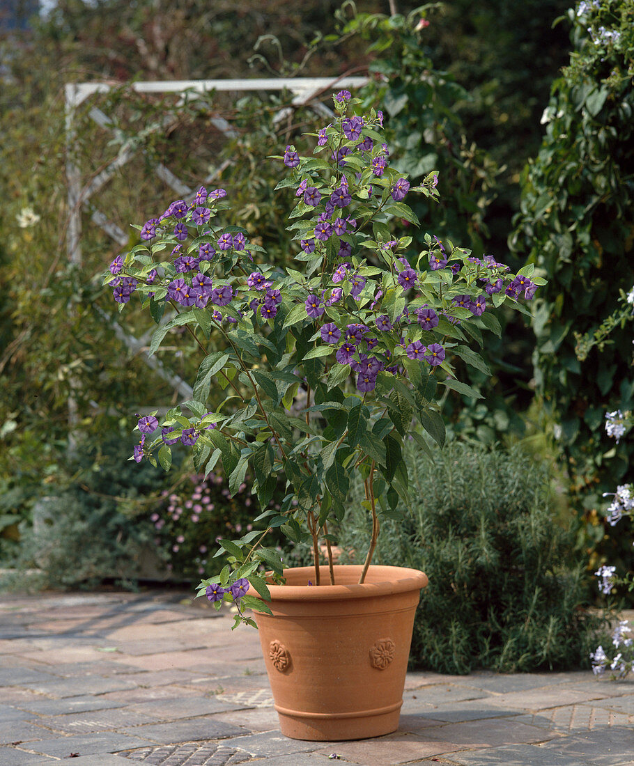 Solanum rantonnetii (Gentian bush)