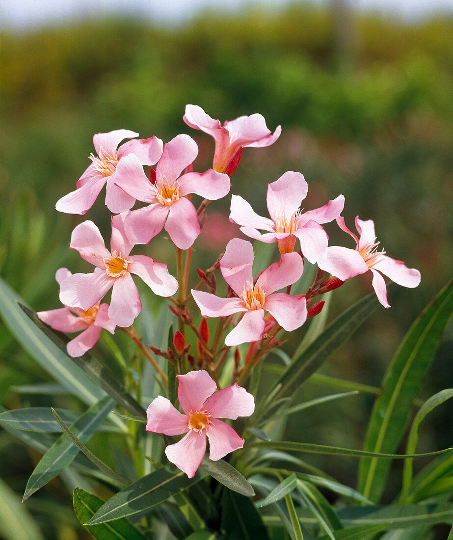 Nerium oleander