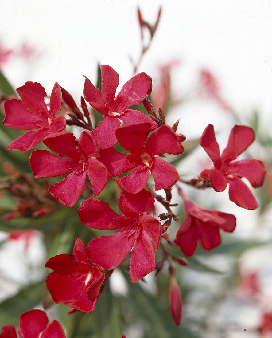 Nerium oleander