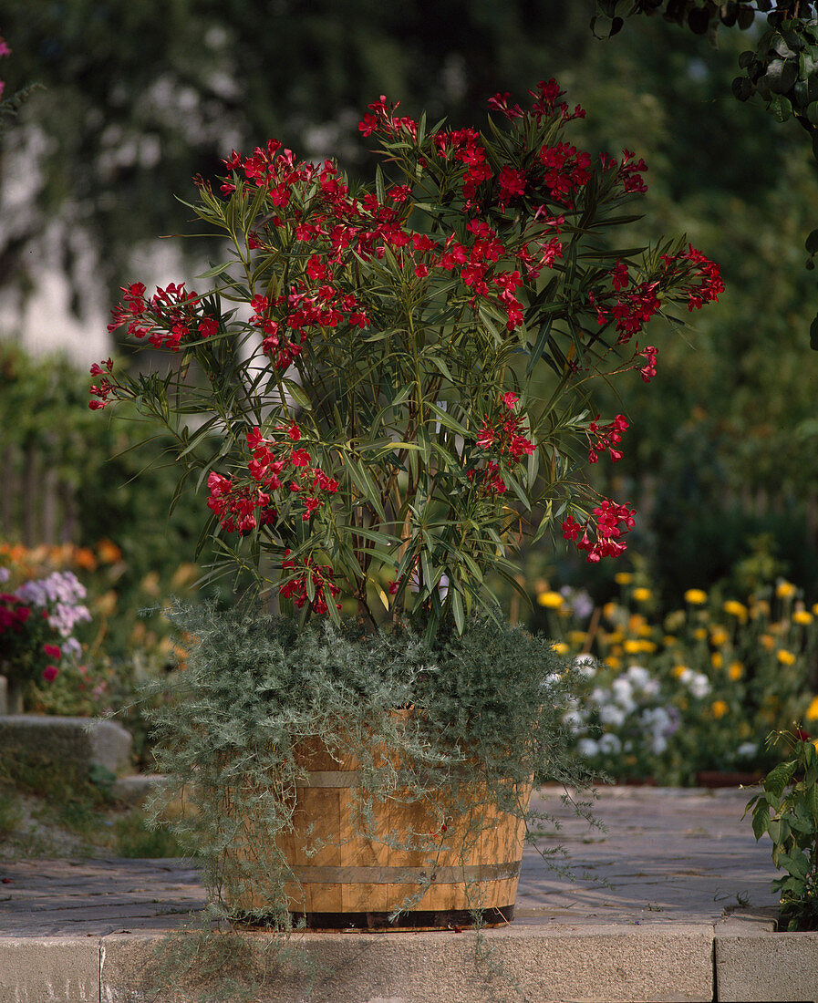 Nerium oleander 'Italia', Lotus bertolottii