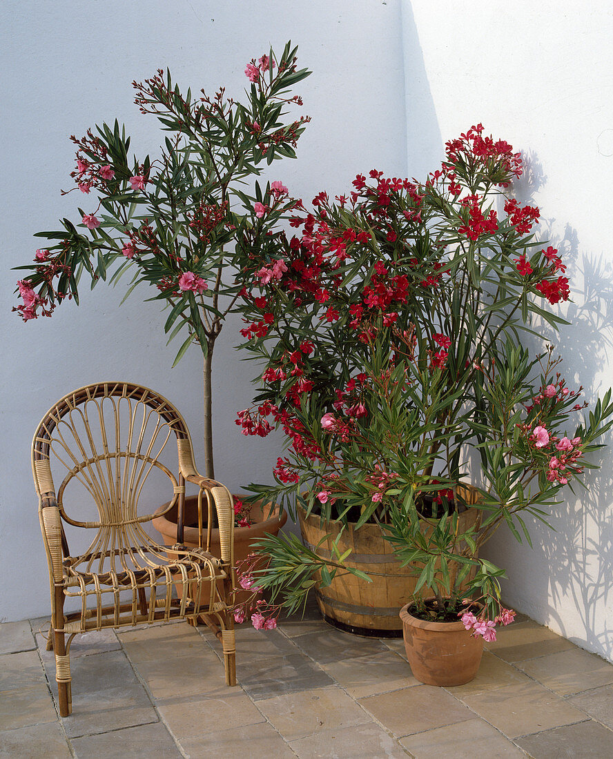 Nerium oleander