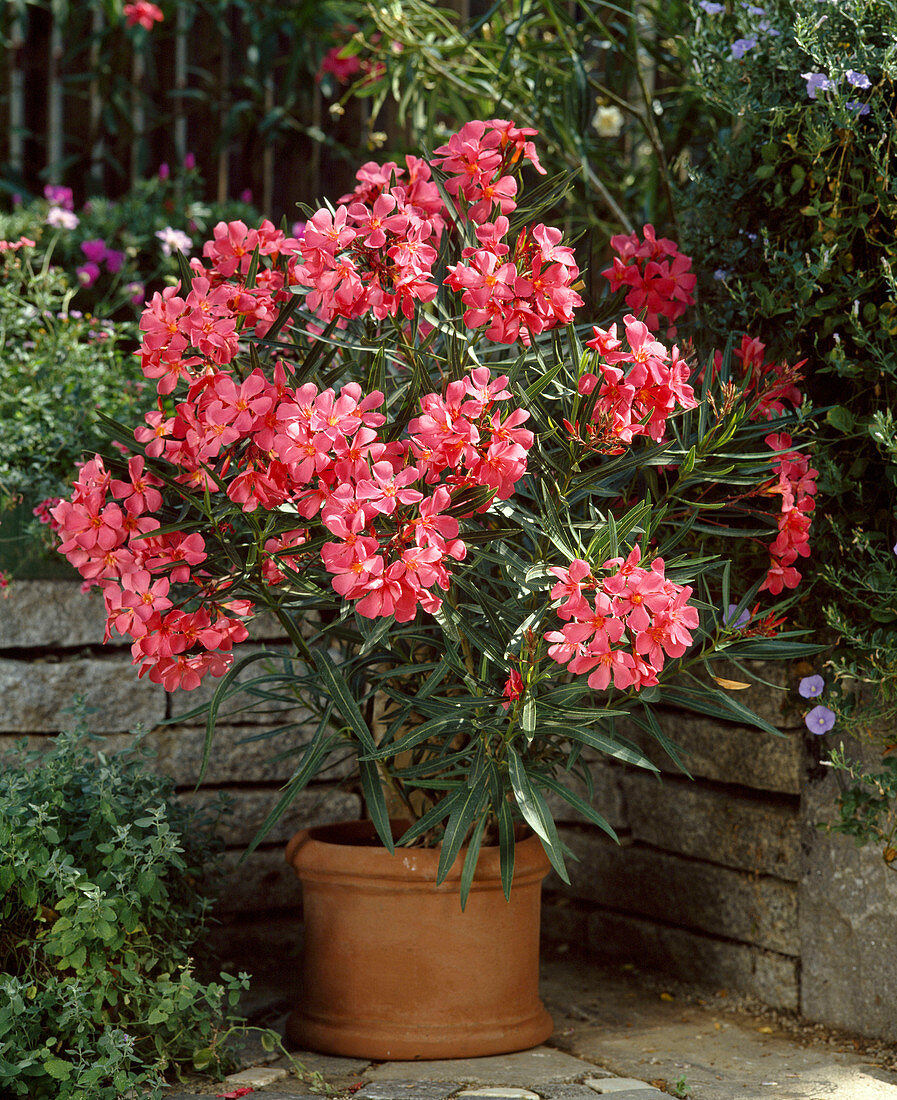 Nerium oleander 'Emilie Salut'