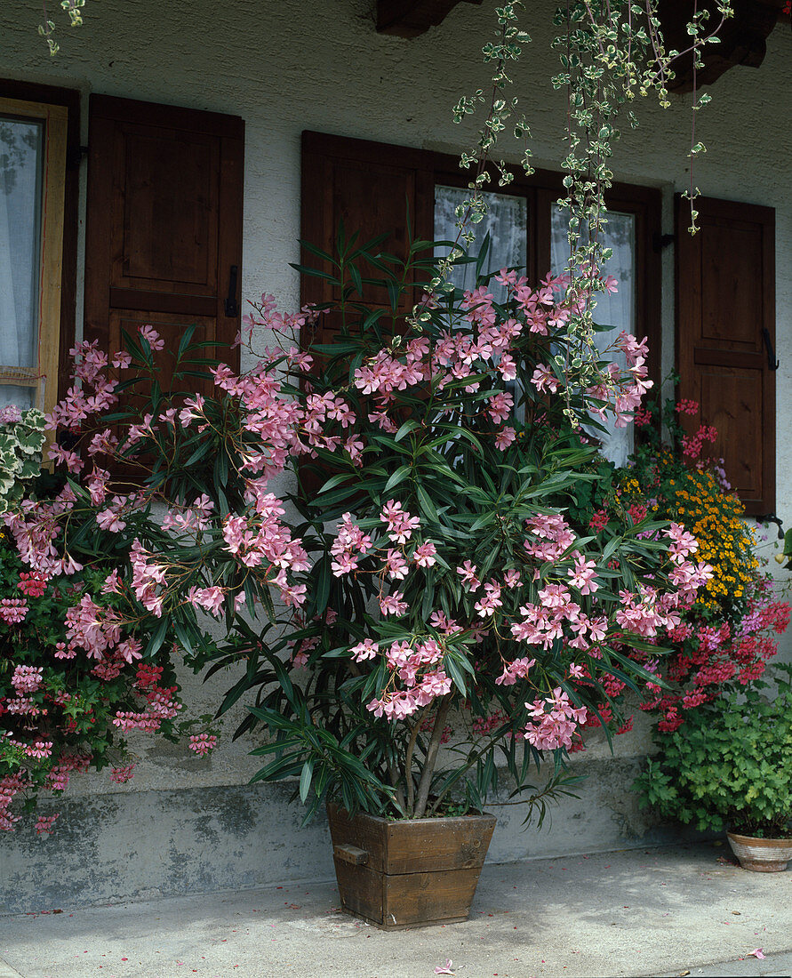 Nerium oleander