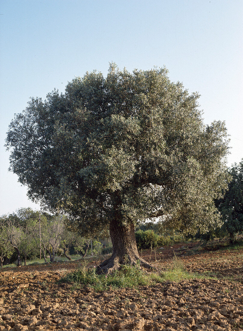 Olea Europaea