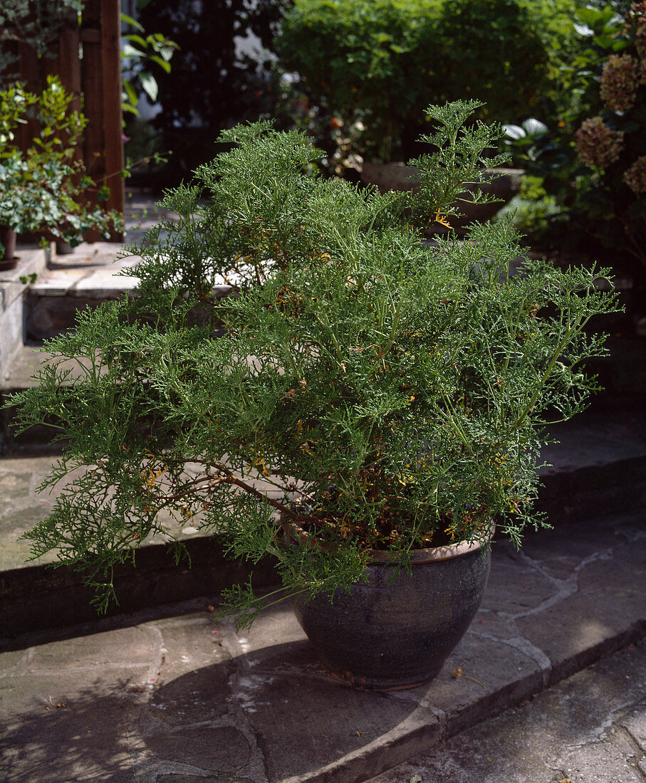 Pelargonium radens