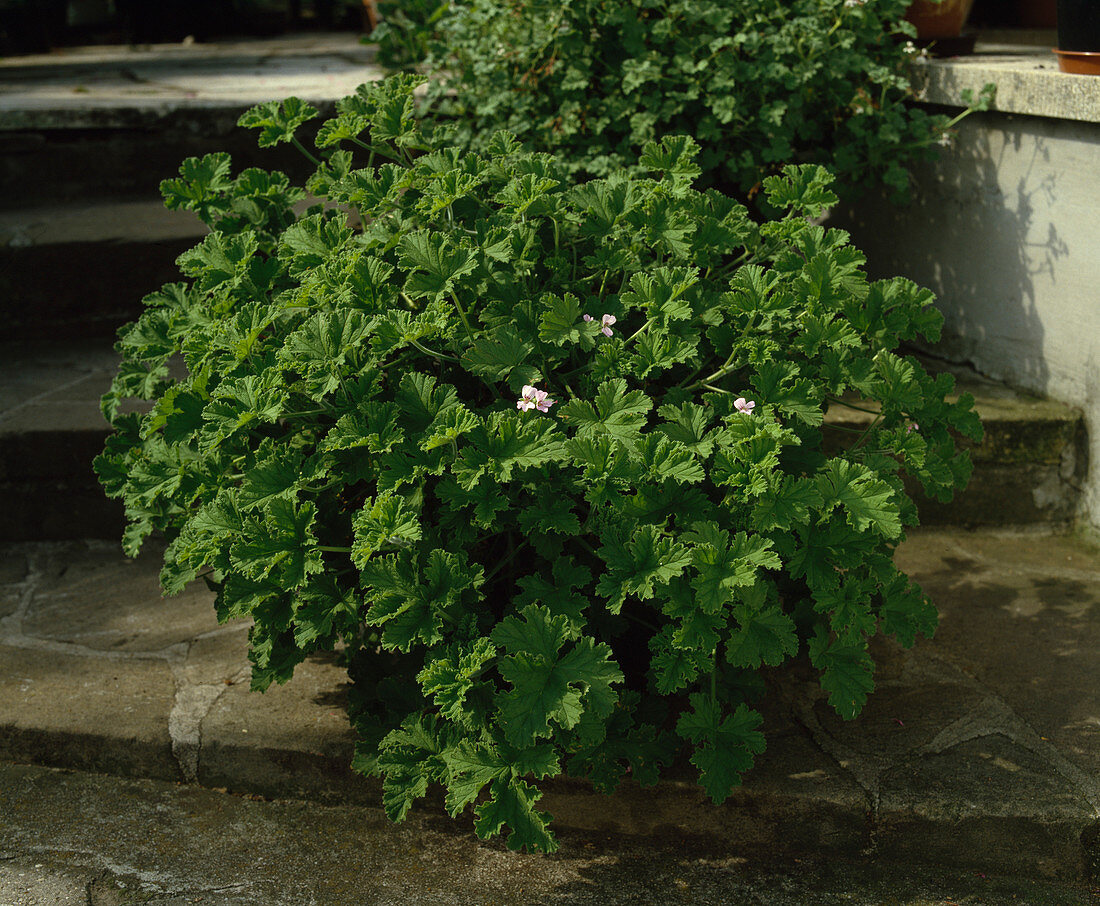 Pelargonium 'Atter of Roses'