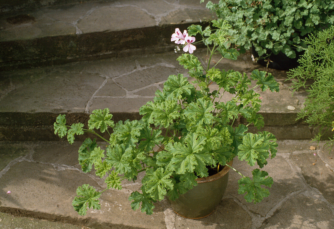 Pelargonium 'Capthorme'