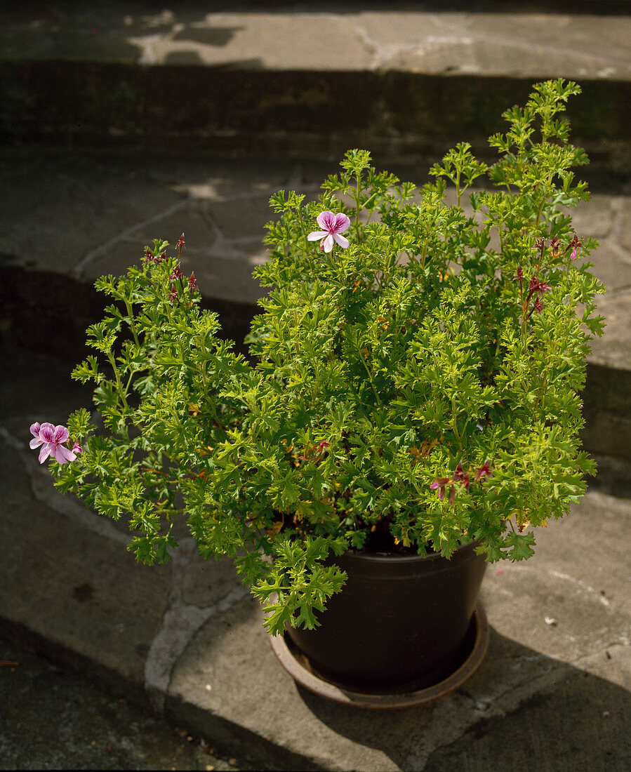 Pelargonium 'Countess of Scarborough'