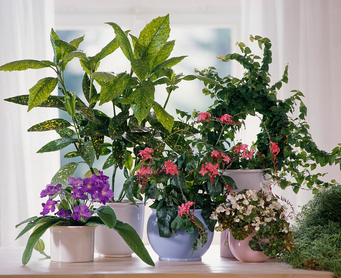 Streptocarpus, Aucuba japonica, Plumbago, Ficus