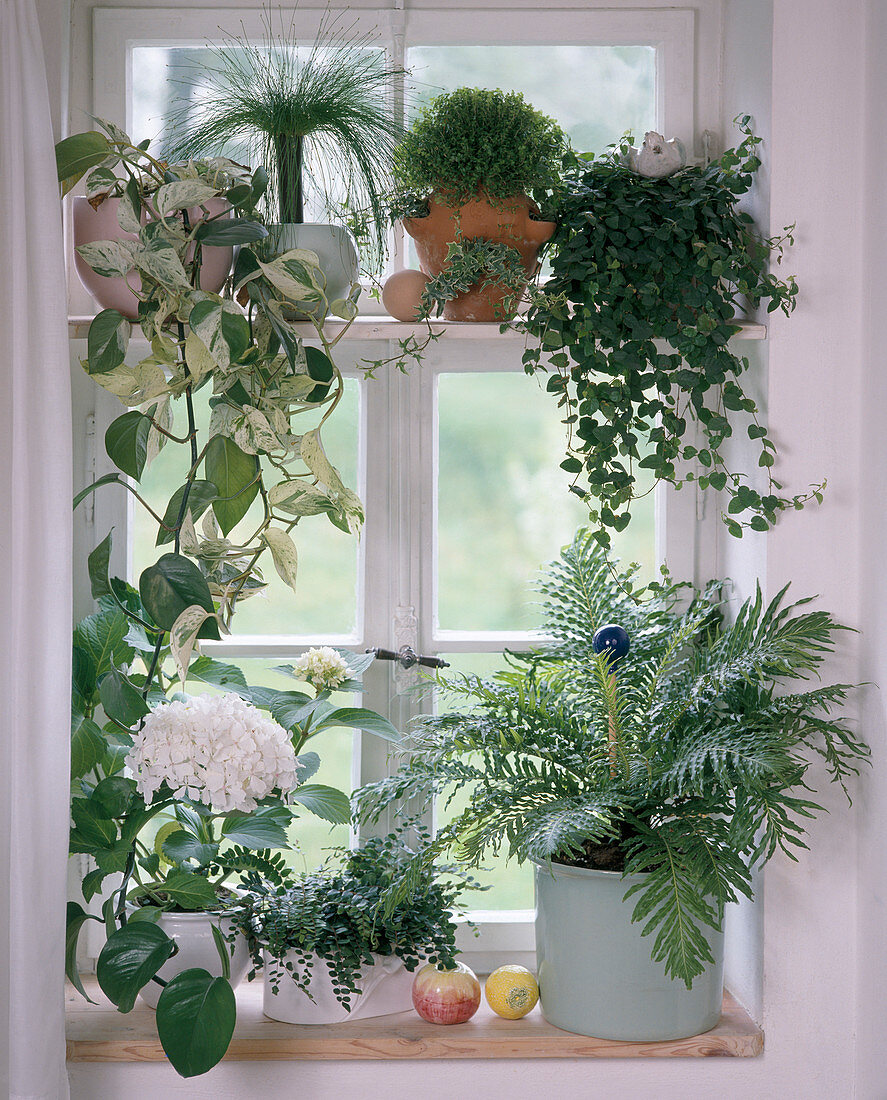 North window: Hydrangea, Pellaea, Blechnum, Epipremnum