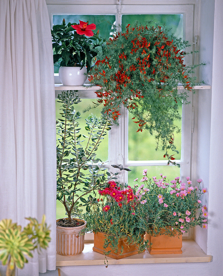 South window: Hibiscus, Lotus Bertelotii