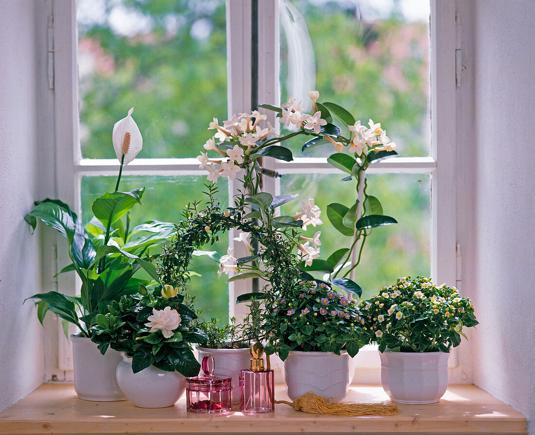 weißes Duftfenster: SPATHIPHYLLUM, MYRTUS