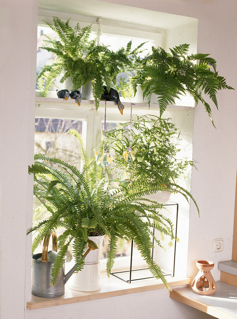 Fern window with Nephrolepis exaltata