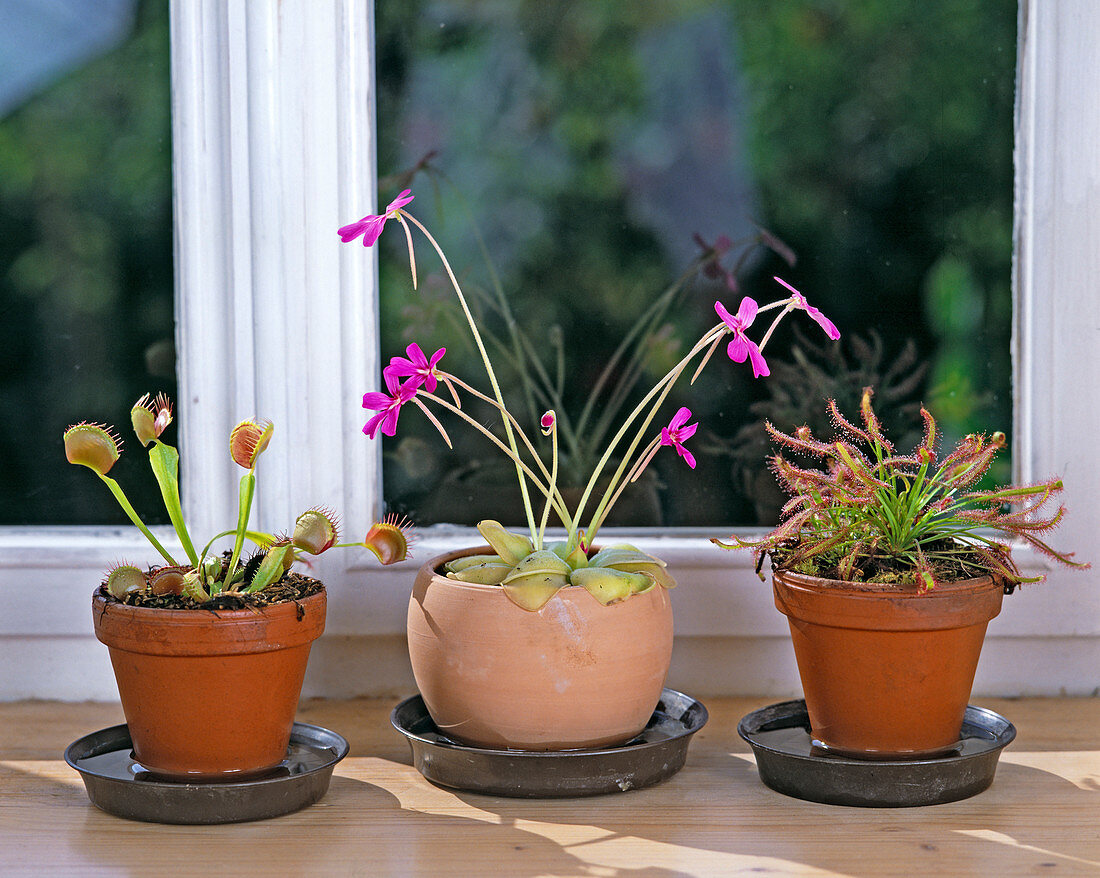 Dionaea muscipula (Venus flytrap), Pinguicula (butterwort)