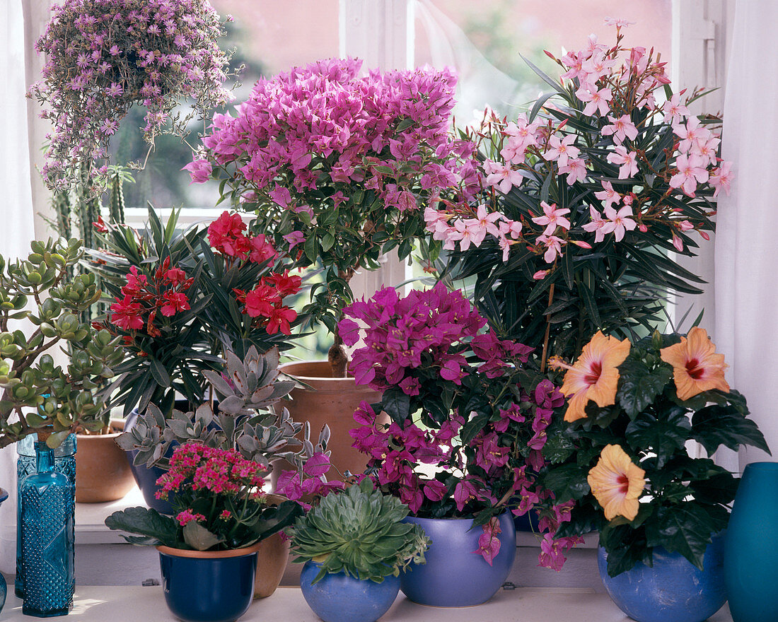 Crassula, Sedum traffic light, Oleander, Kalanchoe