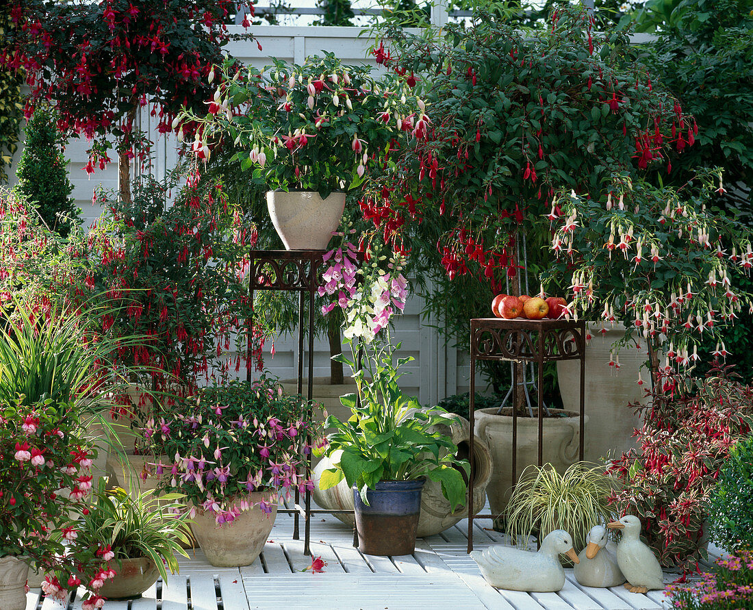 Fuchsias, terrace