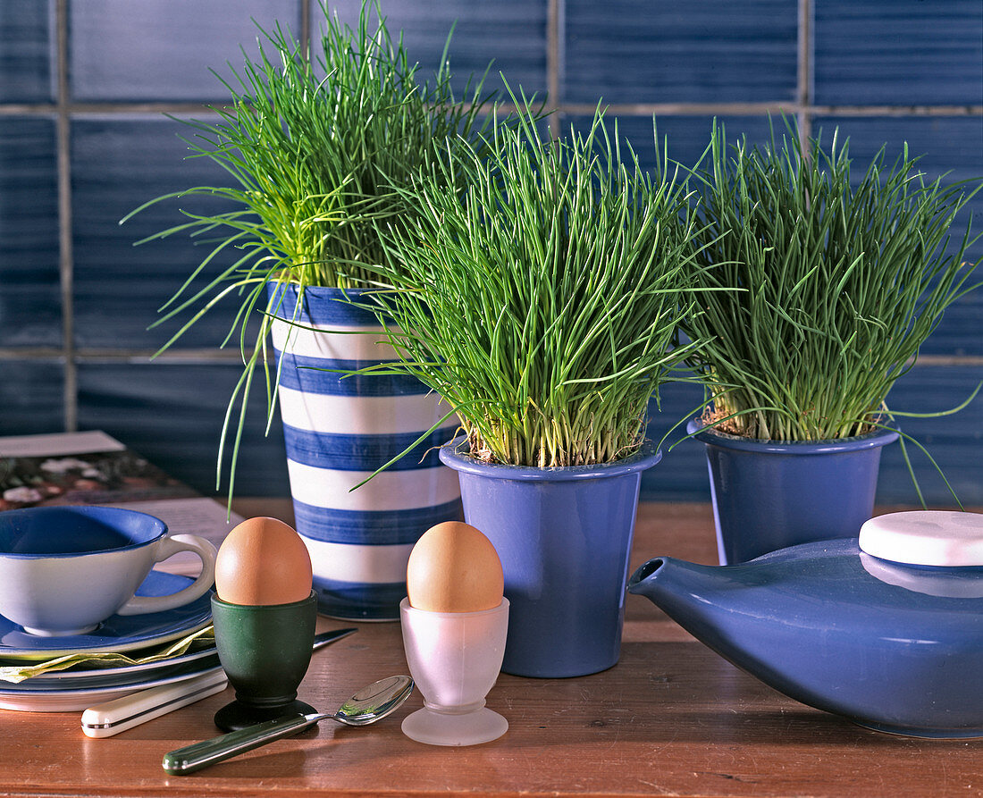 Chives in the kitchen