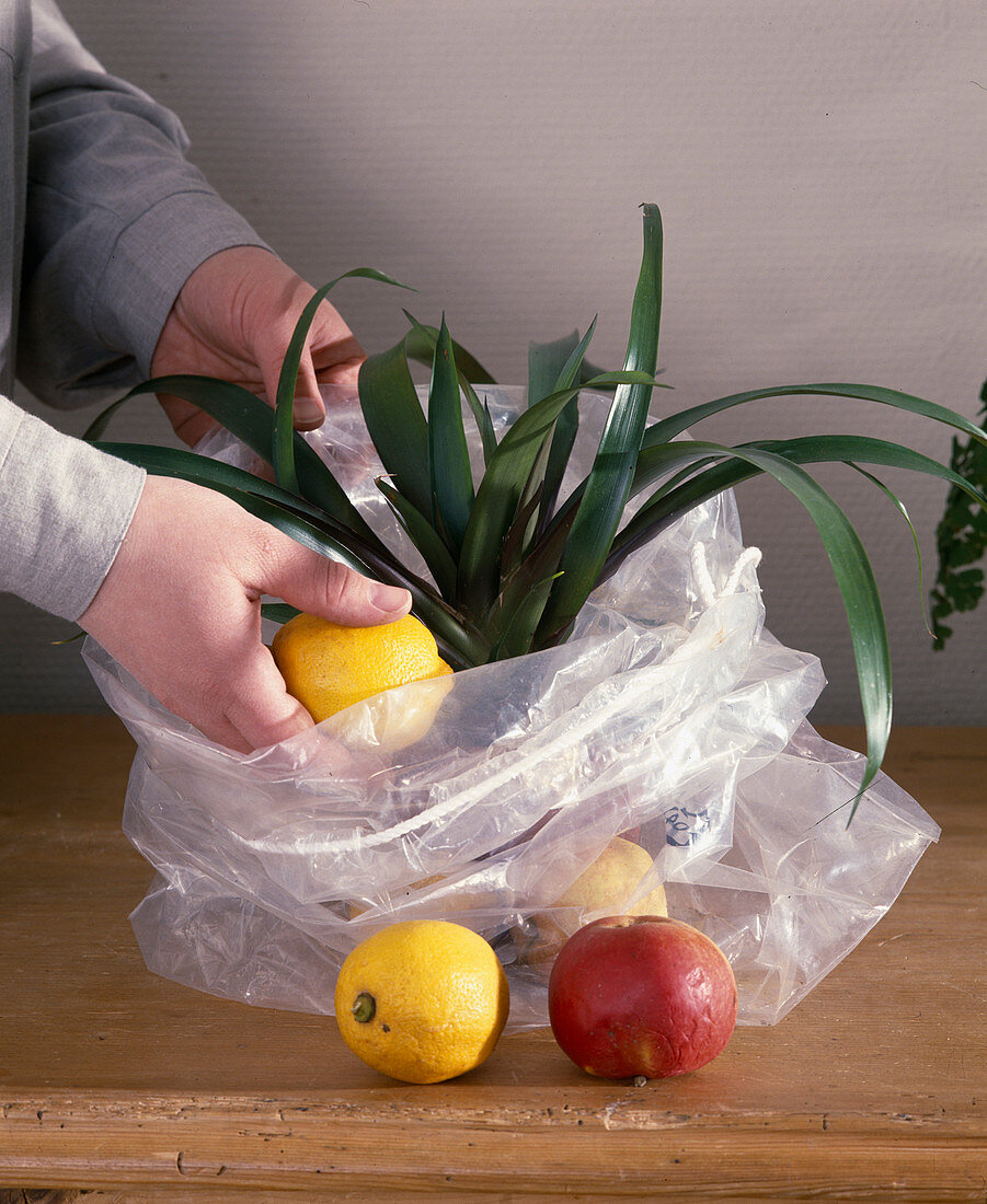 Apple and lemon fragrance brings bromeliads to bloom