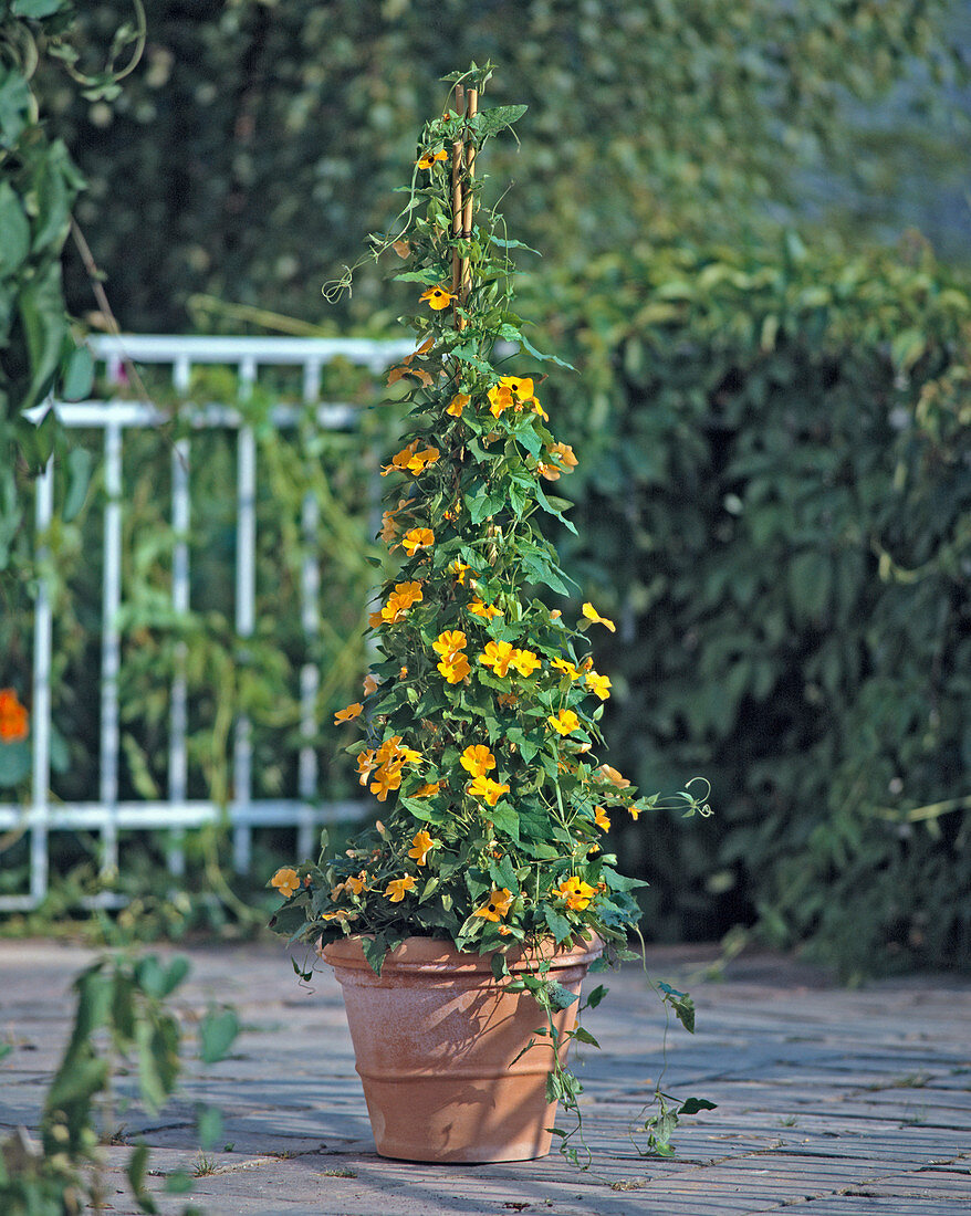 Thunbergia alata