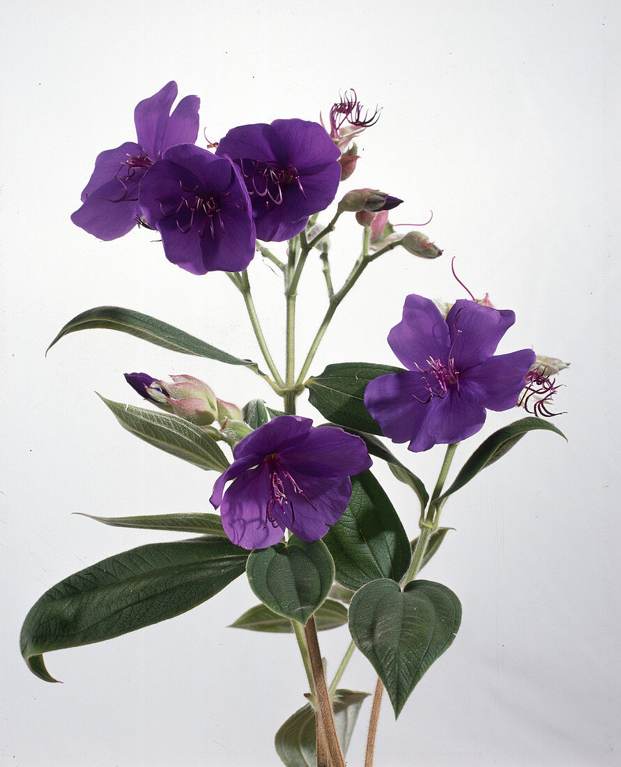 Tibouchina urvilleana