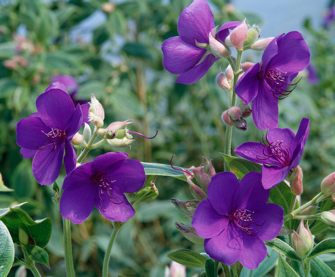 Tibouchina urvilleana