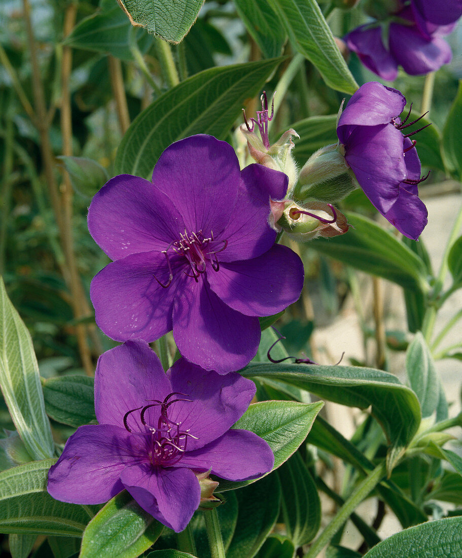 Tibouchina urvilleana