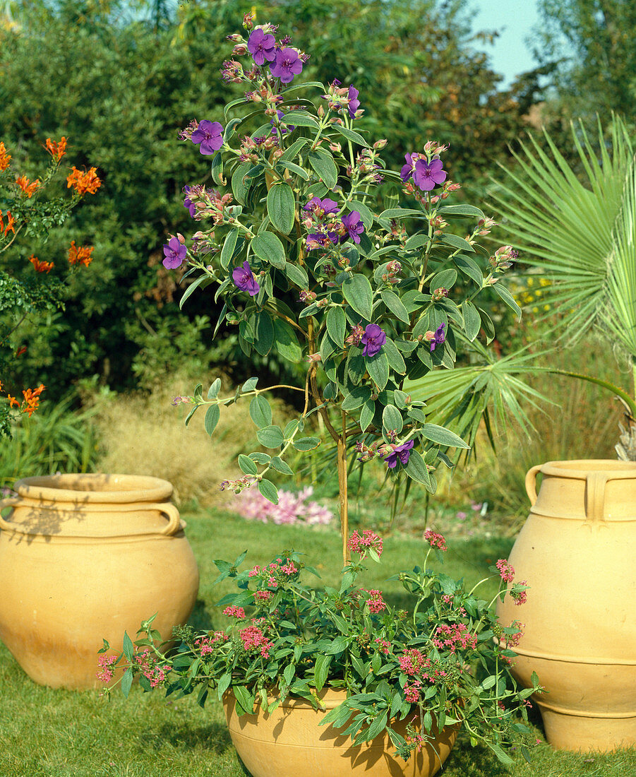 Tibouchina urvilleana