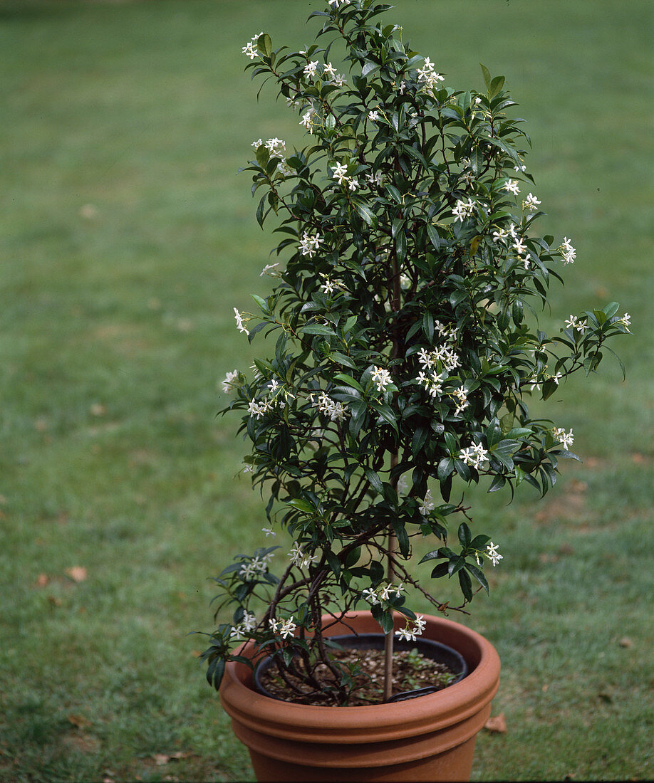 Trachelospermum jasminoides