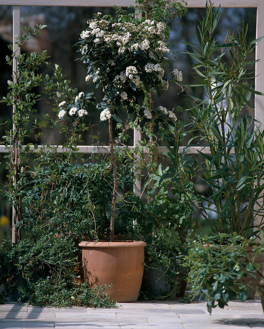 Viburnum tinus in the winter garden