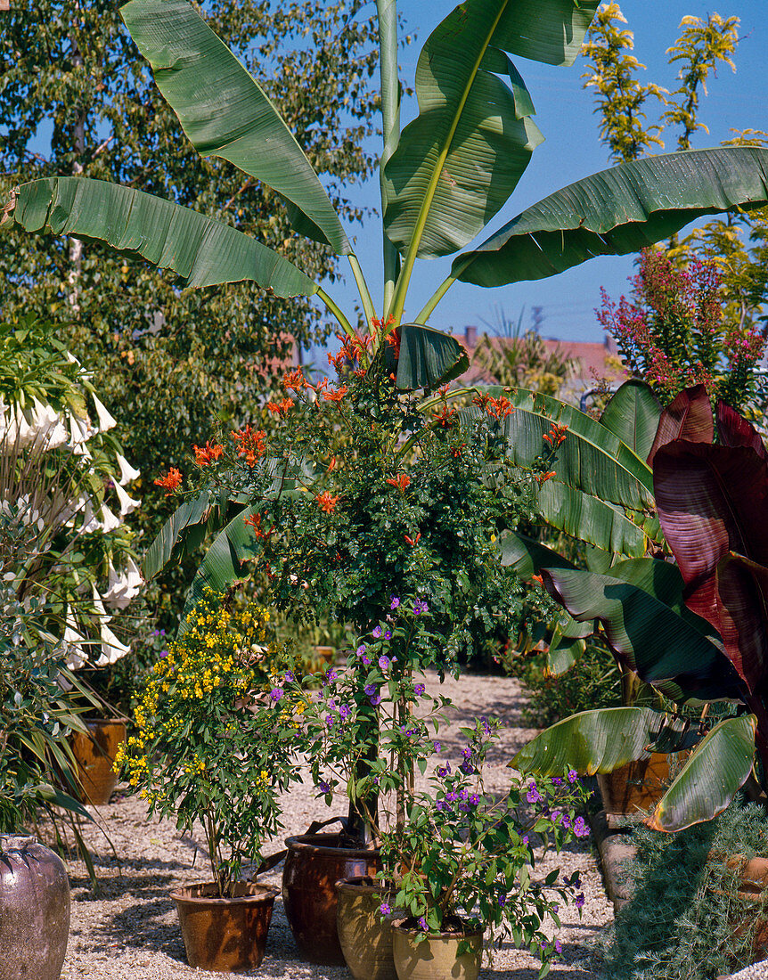 Musa (banana), Tecomaria capensis (Cape goat leaf), Cassia (spice bush)