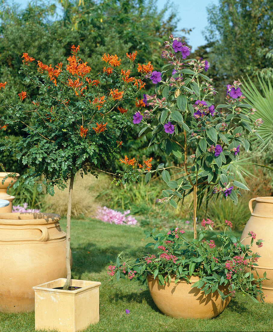 Tecomaria capensis, Tibouchina urvilleana