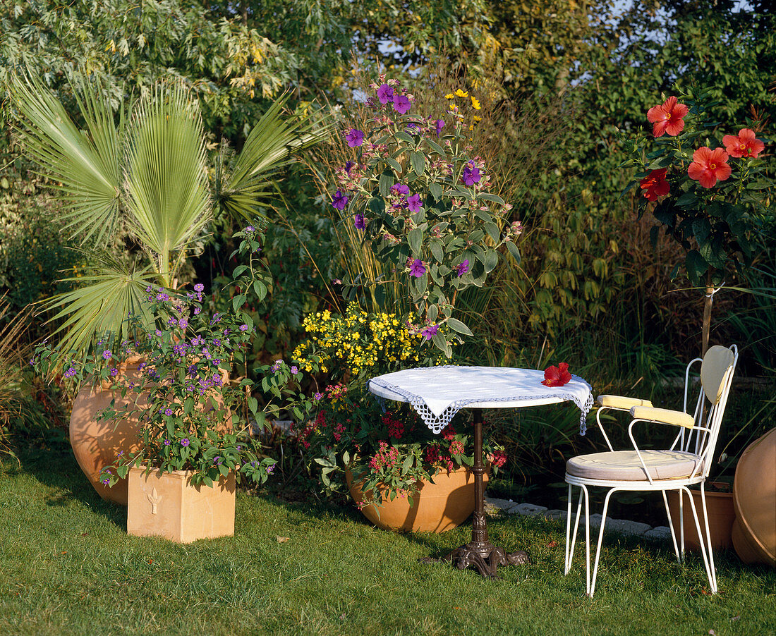 Washingtonia, Solanum, Cassia, Tibouchina