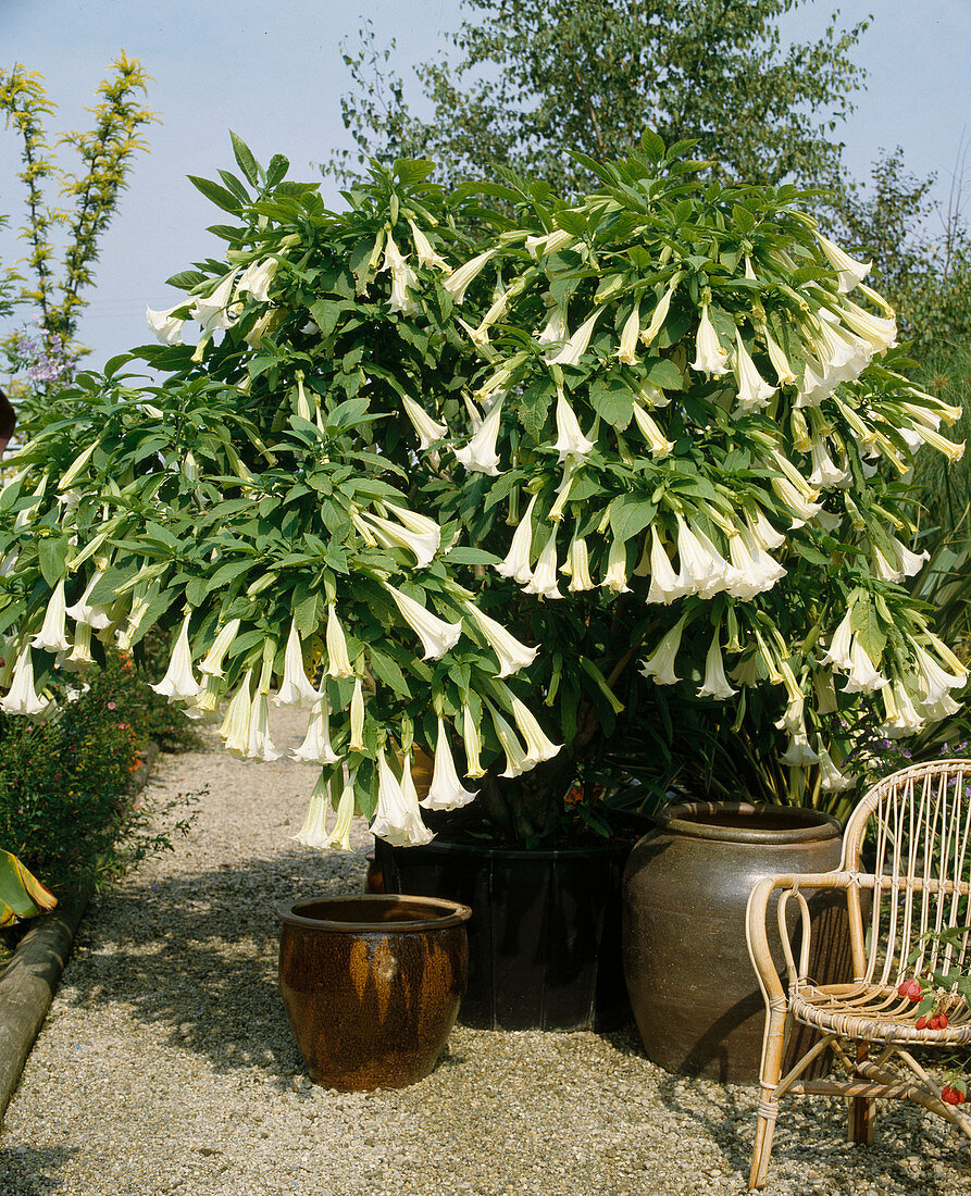 Stechapfel (Datura suaveolens)