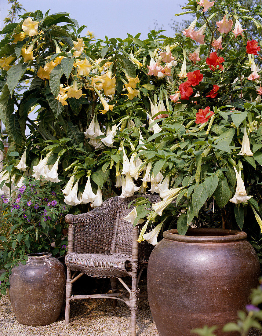 Datura, Datura x insignis, Datura suaveolens (Angel's trumpet)