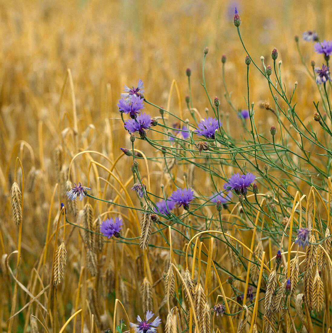 Centaurea cyanus (cornflowers) in a cornfield