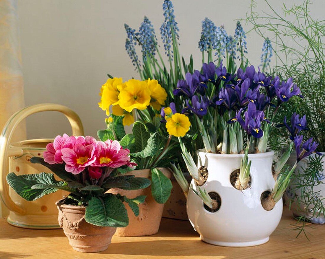 Spring arrangement with primroses and reticulated iris