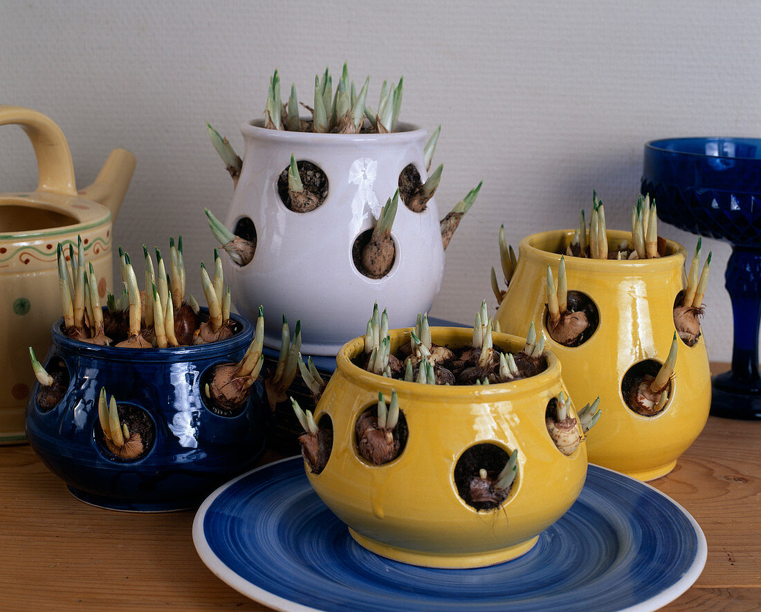 Crocus pots with sprouted crocuses
