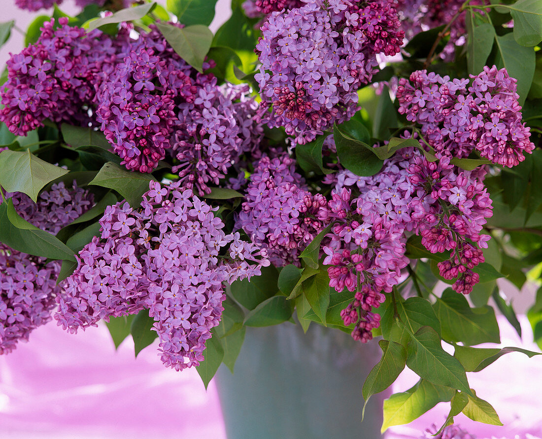 Lilac Bouquet 'Blue Hyacinth'