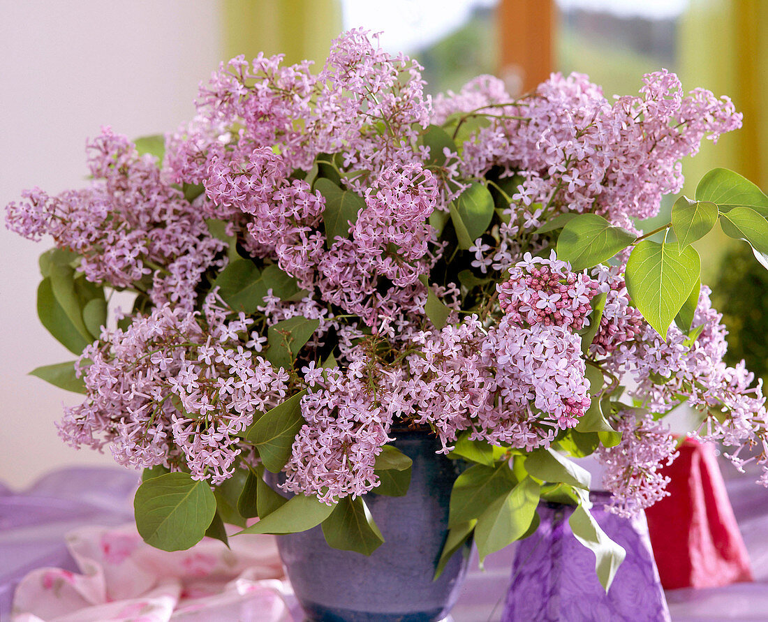 Syringa vulgaris 'Blue Hyacinth'