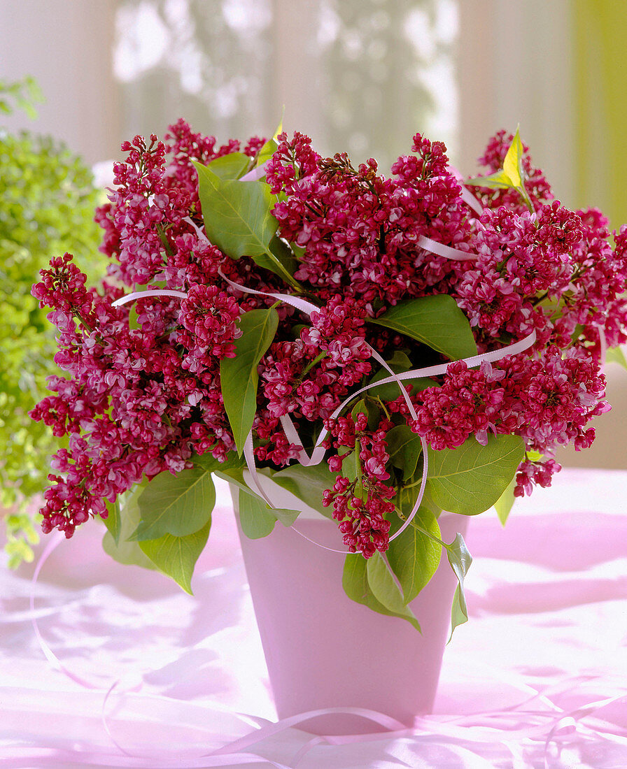 Lilac bouquet 'Glory of Hortenstein'