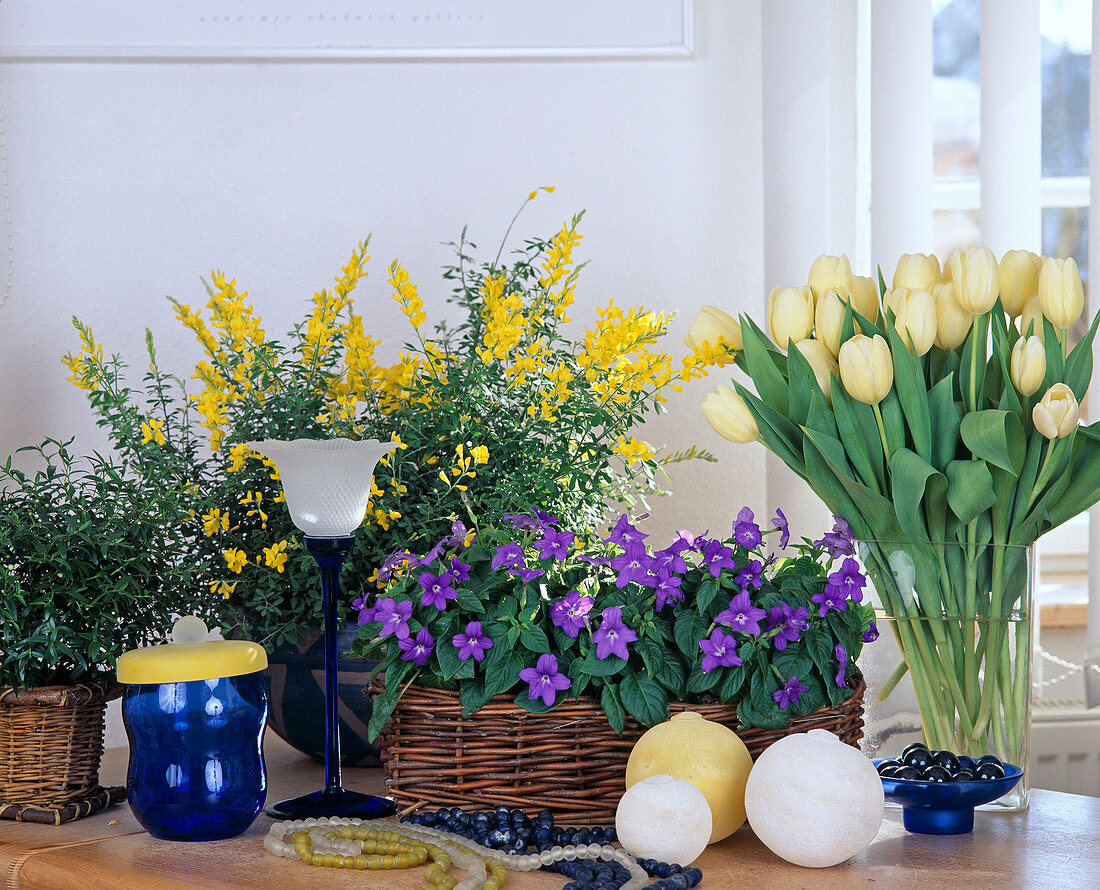 Cytisus X racemosus (Geissklee), Browallia speciosa