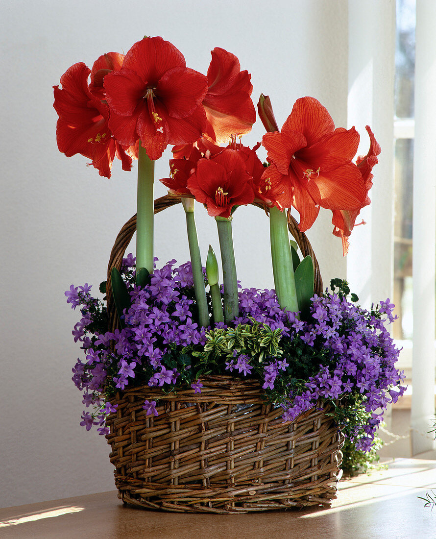 Hippeastrum hybrid