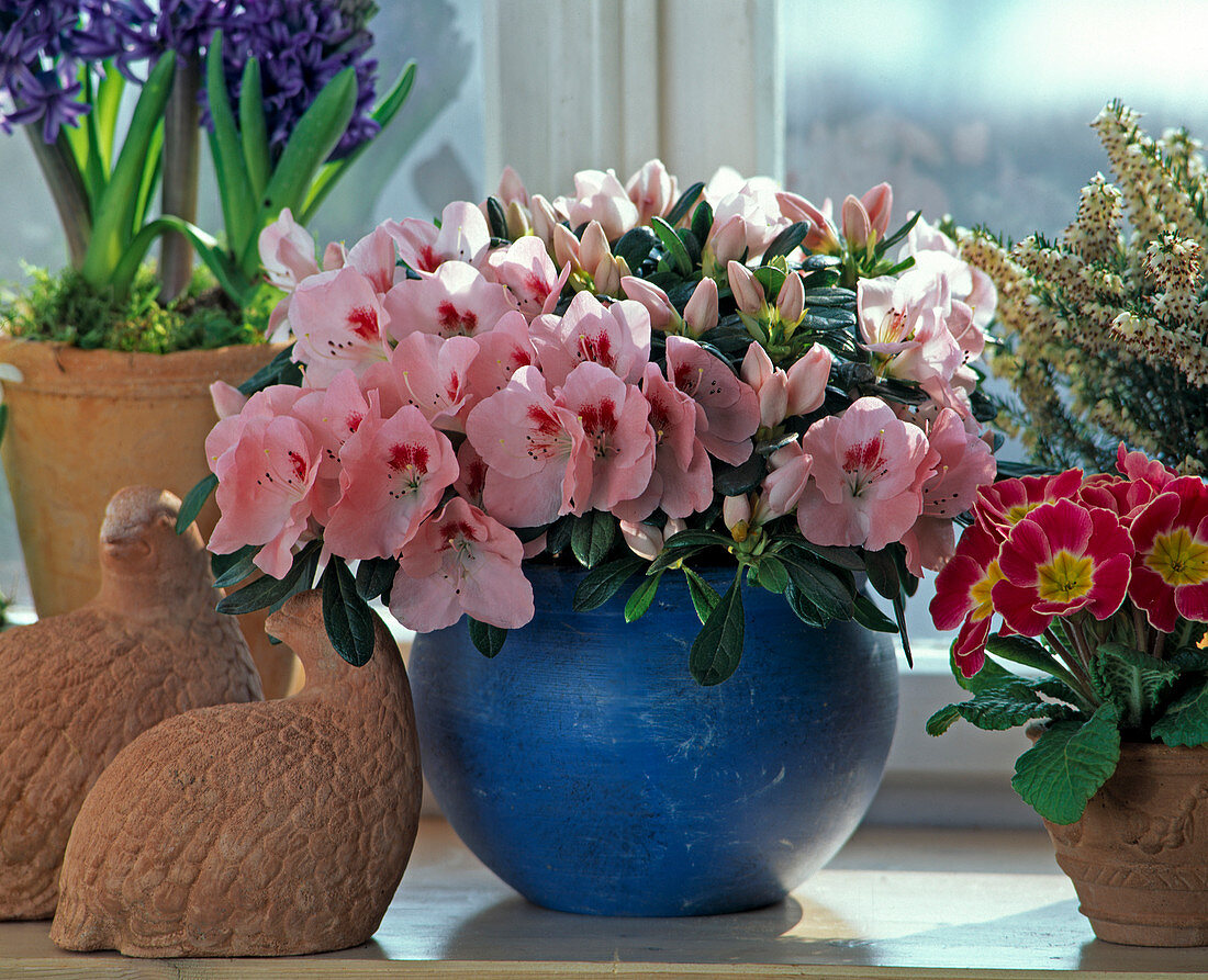 Azalea hybr. 'Maya', Primula acaulis