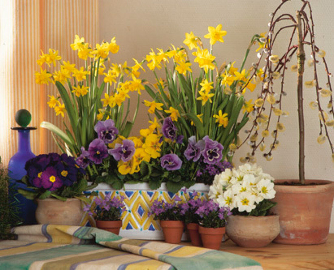 Spring arrangement with daffodils, primroses and pansies