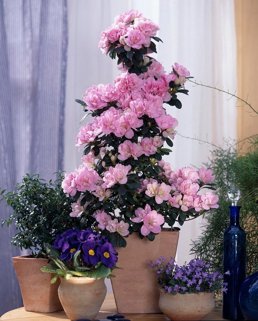 Azalea hybride 'Claudia Theresa' (indoor azalea)