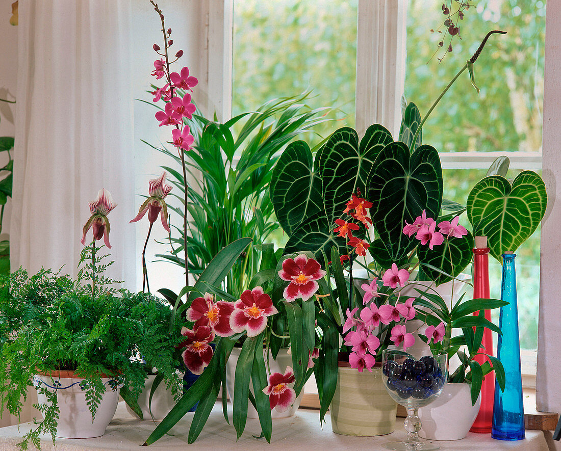 Paphiopedilum hybrids, Davallia, Areca, Phalaenopsis