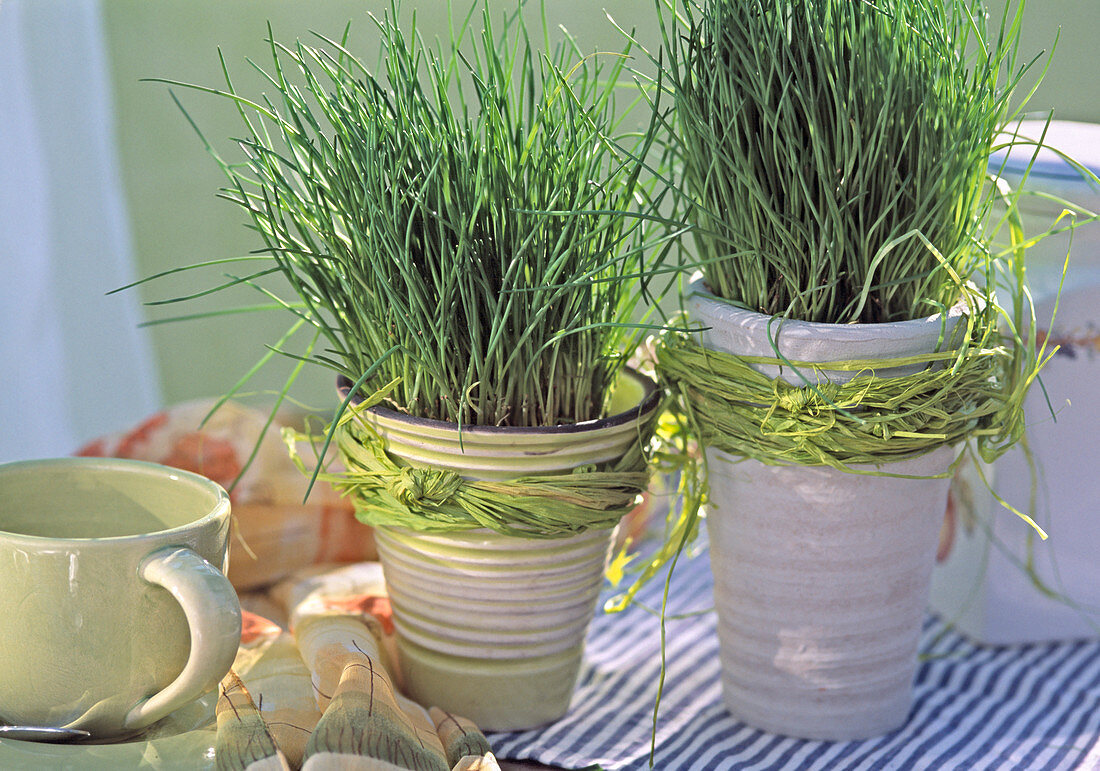 Chives in the kitchen